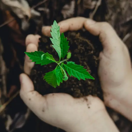 Manos sosteniendo una planta
